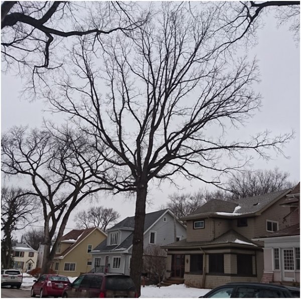 Recording the tree heritage of Manitoba